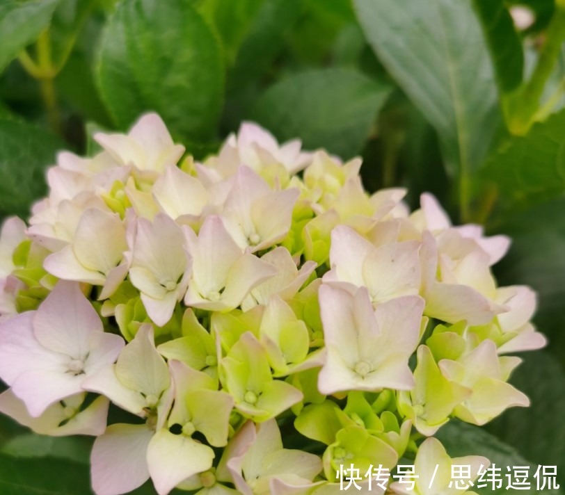 月季花|这两种花卉,花色极多,花朵有拳头那么大