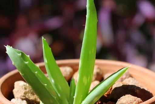 养花施肥有讲究,这3个时间段不宜施肥