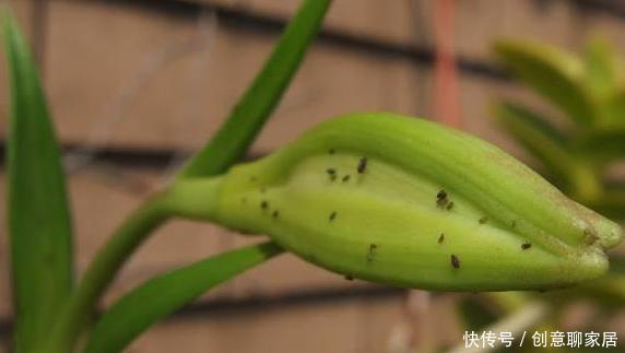 7月气候闷热 植物爱长病虫害 学3招 教你轻松做好防治工作 快资讯