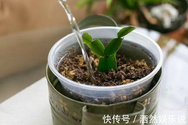 小花|秋季养蟹爪兰有技巧，摆放位置记住“口诀”，见到阳光就呼呼冒叶