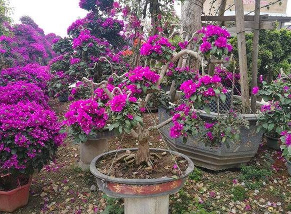 老花农悄悄地告诉你这种花很漂亮,还特别好养,赶紧抱回家吧