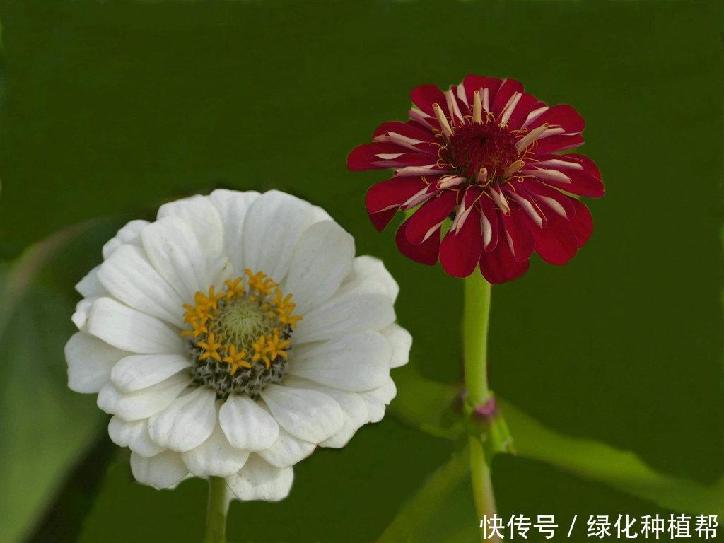 百日草代表“步步高升”，开花时间可达100天，生命力顽强