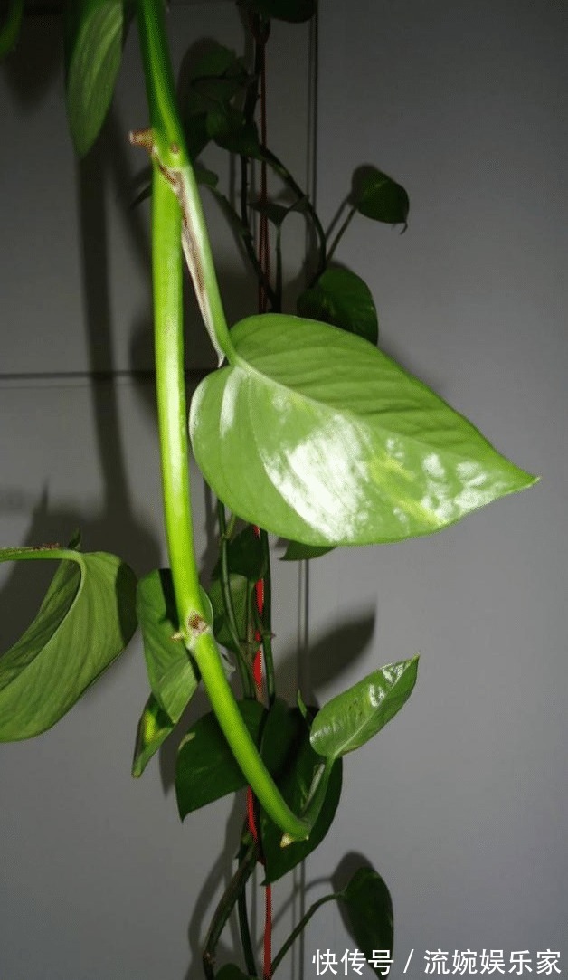 茂密|萌新绿萝黄叶别扔掉,这样剪1刀,来年又是1盆茂密的绿萝