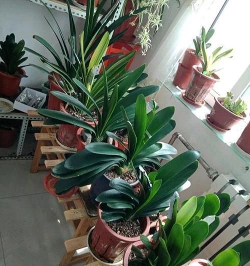 大花|养护君子兰，2个肥料轮流用，一种长厚叶，一种开大花