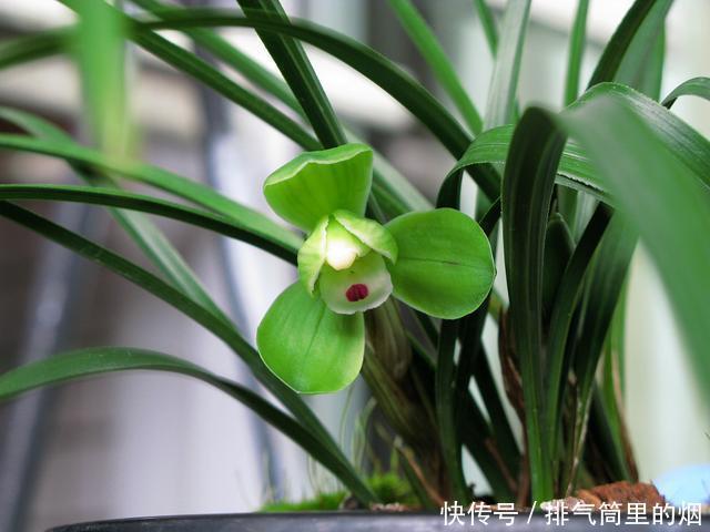 绿色的花朵见过吗这5种绿色花,各个都是珍品,见过的人不多