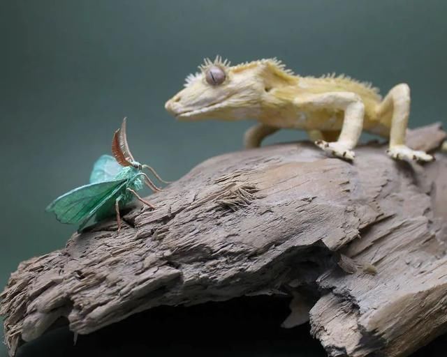 差点吓一跳,用纸做出来的昆虫,比真的还逼真