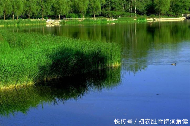 菖蒲!古诗词中九首青青夏色:山青青,水青青,垂杨鸥不惊