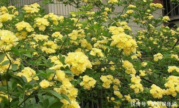 年长|院子再小，也要养棵它，2年长一片，开花特别美，左邻右舍都说香