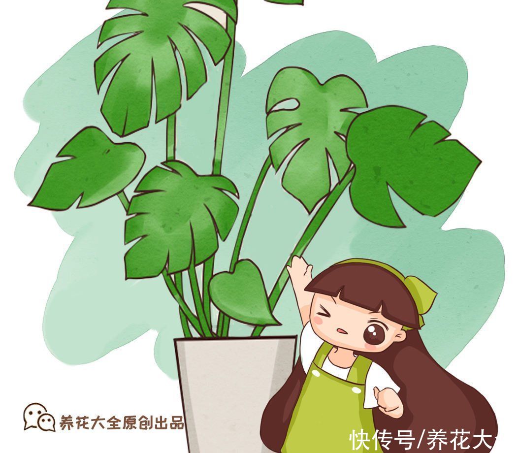 客厅光照差，就养耐阴花卉，颜值高还好养