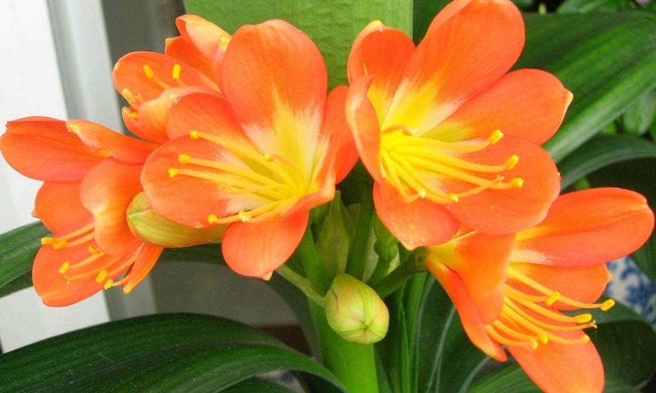 君子兰花期养护难掌握四个小技巧,呼呼长花苞,这个夏天真美好