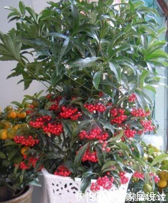 观赏价值|4种花美的出奇,好养又漂亮,连年开花,能养一辈子