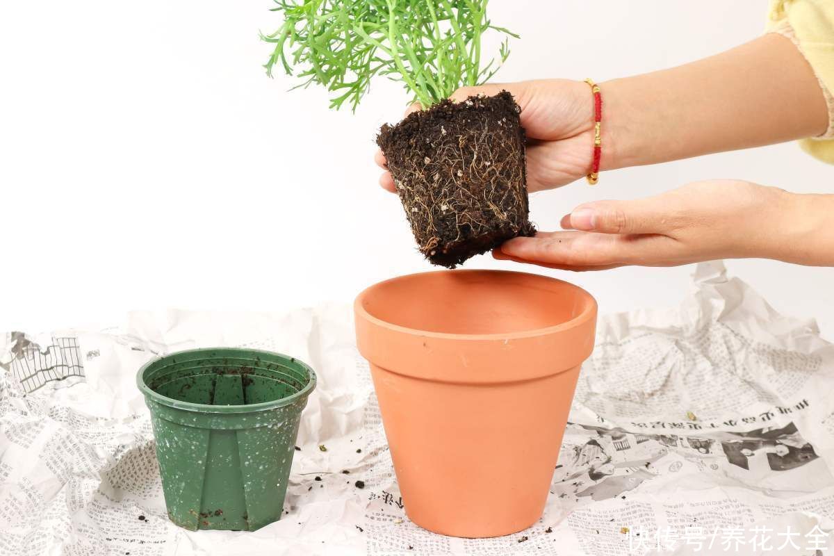 教程|给花换盆的详细教程，操作简单，完全不伤大白根