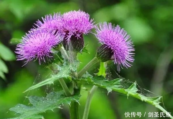 野菜|农村地里这4种野菜，万一吃过三种以上的，肯定是地道老农村！