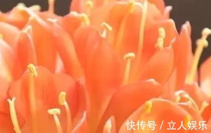 卖花表姐放出大招！君子兰原来是这样养的怪不得总是养不好