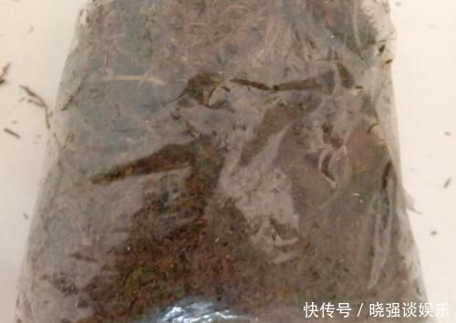 大腿|养了20年的玉树,杆子比大腿还粗,满树白花跟下雪了一样