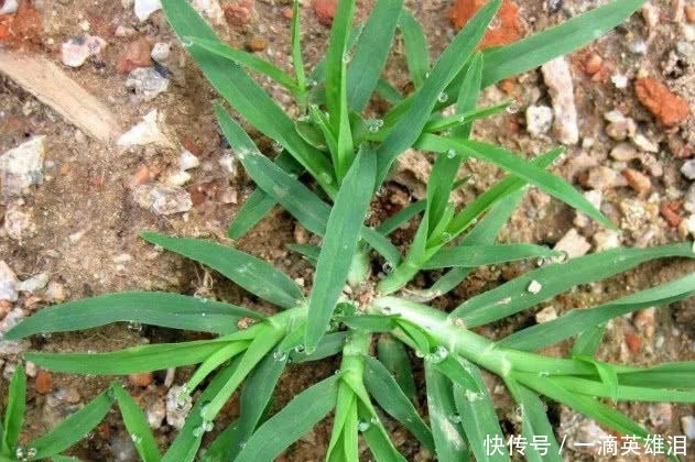 有兩種野草在農村隨處可見，總是被視而不見，卻是很珍貴的藥材