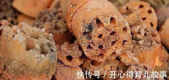 这种废物稍加处理,就能变废为宝,用来养多肉不烂根植株壮