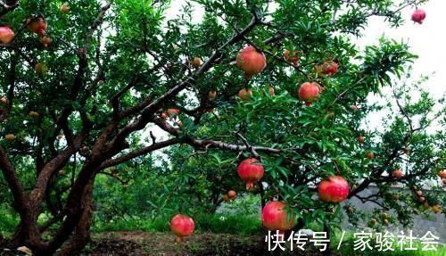 家门|家门前别乱种树，这3种树镇宅又养人，很多人都忽视了