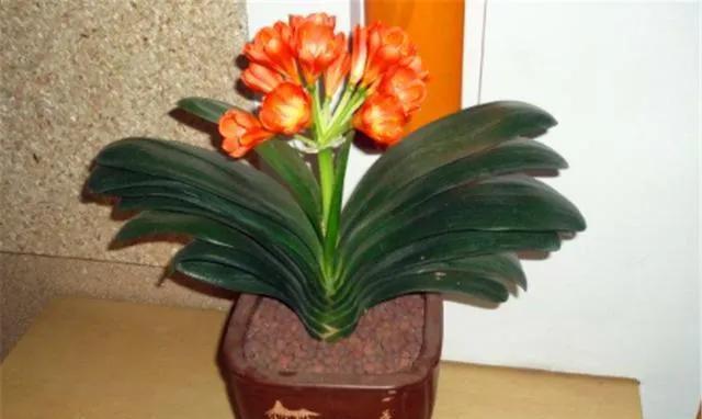 挑选栽培君子兰,教你几个妙招,姿态美开花早