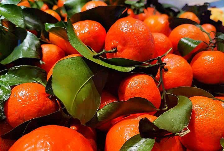 买砂糖橘，选有叶子还是没叶子的？果农：牢记“4不要”，别乱买