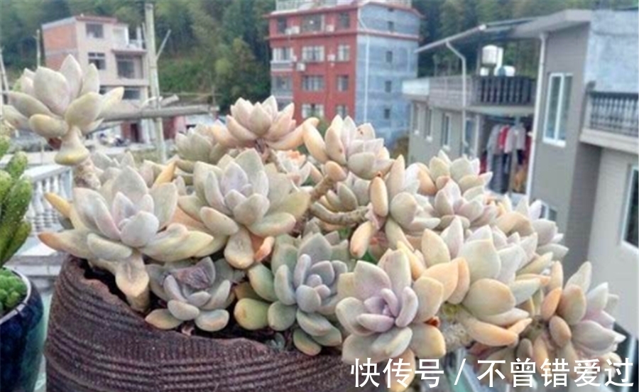 花盆|冬天专属多肉冬美人，养护牢记5要点，上色爆头长侧芽