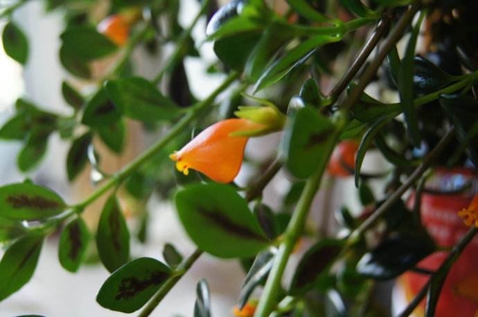 叶上爬满小金鱼这款吊兰贼好养，用它喷一喷就开花！