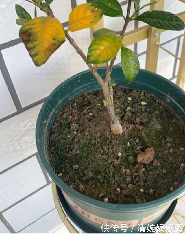 10种“垃圾”不要丢,拿来养花效果好,还能省下一笔钱