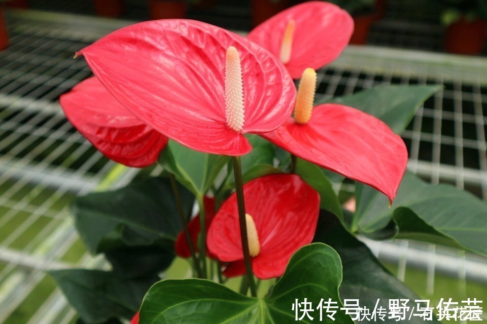 过年之前,给家里养“4种花”,好养好活、寓意红红火火