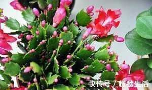 蟹爪兰有4“怕”，注意避开它，10天白根蹭蹭冒，独苗变群兰