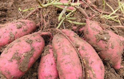 谨记|天冷了,爱吃红薯的人,身体不会差,但切忌与此物同食,要谨记