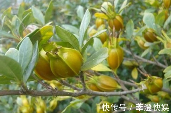 打雷|晚上睡不着此物泡水喝，轻松入睡，打雷都吵不醒