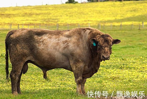 配偶|属牛人的最佳配偶，不离婚就注定大富大贵，相爱一生不分离！