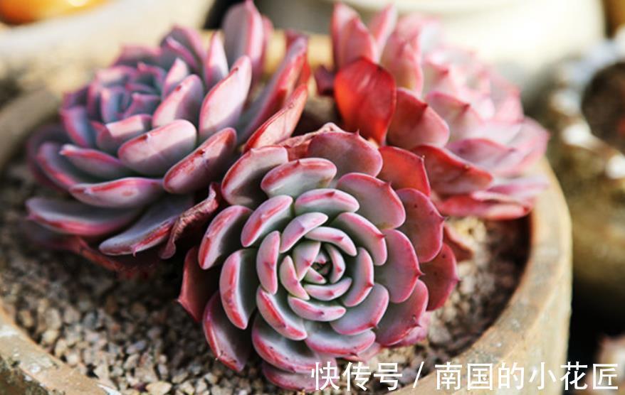 精品|8种莲花座多肉，每一种都是精品，看一眼就入坑了，你养过几种？