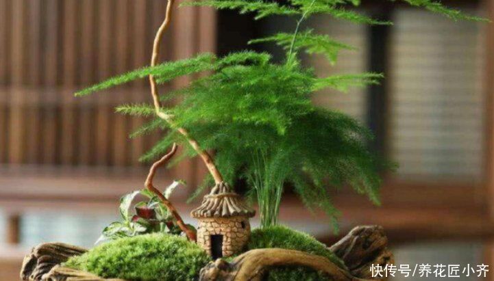 长势|文竹夏季养护技巧分享，掌握叶片油绿茂盛，不再发黄