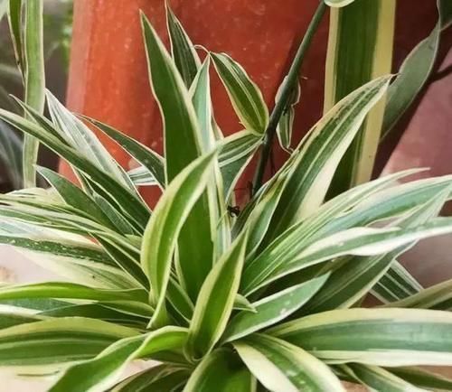 叶子|养吊兰,用上这2种小玩意,叶子宽大又绿,蹭蹭长爆盆