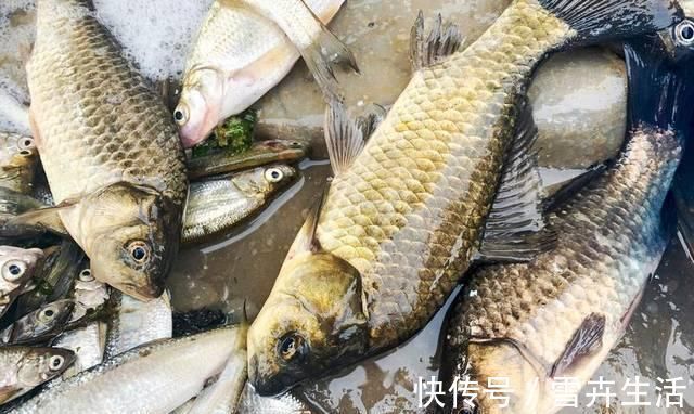 味香汤|现在才知道,买鲫鱼这么简单,煮鱼汤又香又鲜,不懂真可惜