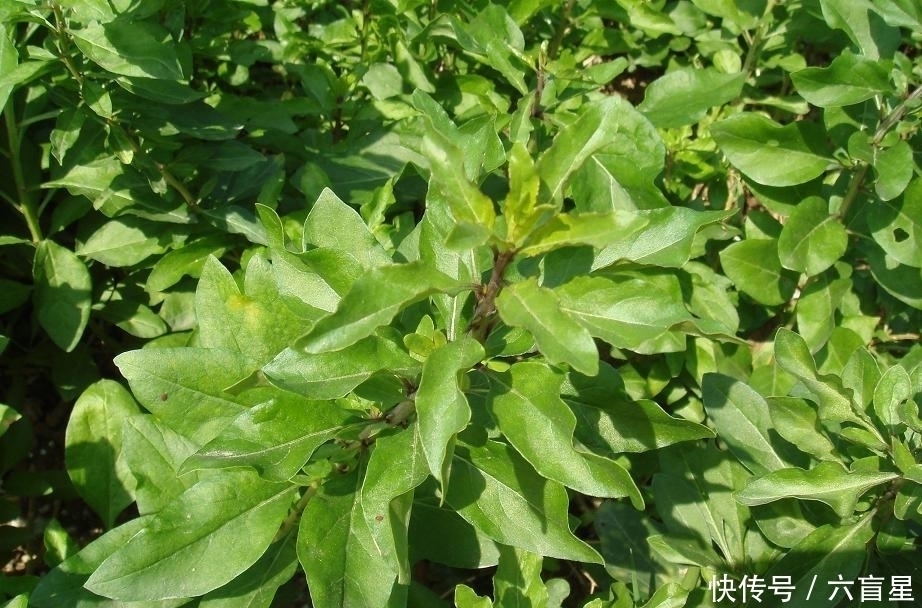 野菜|这些人见人爱的野菜，生津补肝，养肝明目，止咳化痰，你吃过吗