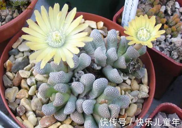 此多肉名字很仙,但实际却丑得有些雷人,据说很多人欣赏不来