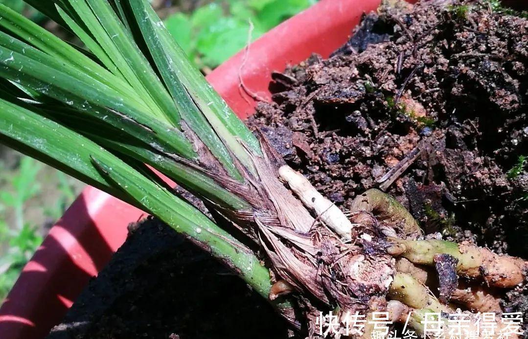 冬季兰花怎么服盆?这两个细节不要做错,来年新芽生长更壮实