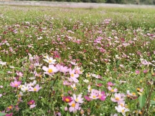 这里的格桑花开满遍地！掏出手机随手一张，美爆朋友圈～