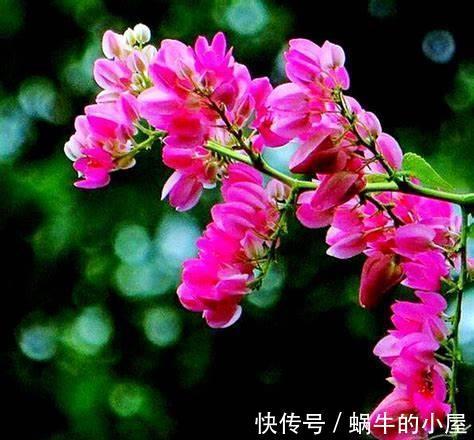 花朵|养花试试这几款,花朵非常鲜艳,很大朵就像美人般那么优雅美丽