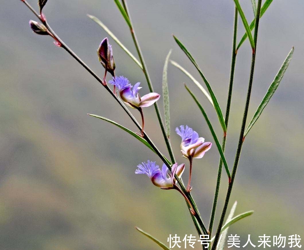 远志|农村一种常见的植物，别名还叫细草，光棍茶，是值钱的药材