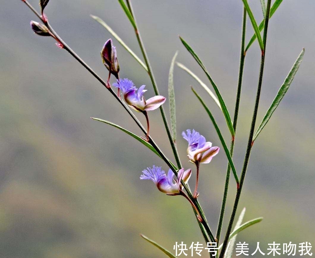 远志|农村一种常见的植物,别名还叫细草,光棍茶,是值钱的药材