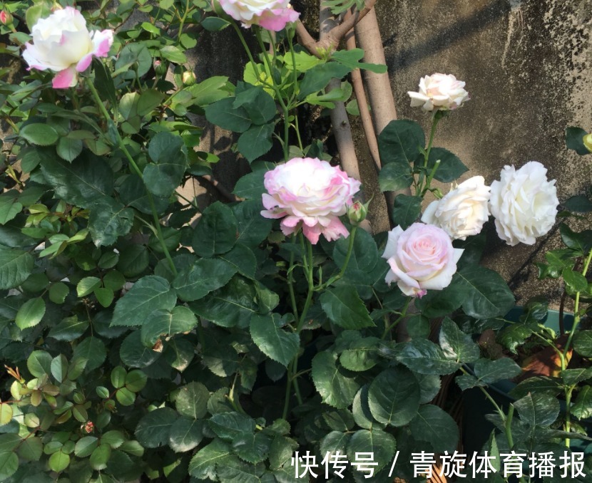 浓香高颜值月季，六翼天使，阳台盆栽抓住4点，分支多开花勤