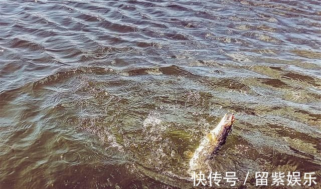 野沟门水库|能不能钓好鱼很大程度取决于钓鱼人的性格，不由你不信