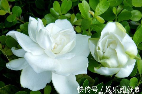 硫酸亚|北方养护栀子花很简单,只需做好以下这几点,开花勤快状态好!