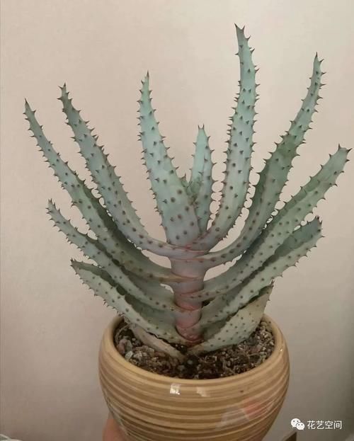 这6种花,浇水越多死的越快,千万管住手,少浇水长得旺