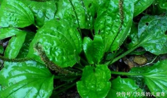 野菜没用处?这种“野草”或可治疗“蛇毒”,建议:别傻傻扔掉