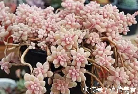 冬天值得你拥有的8种粉色多肉,好养护又漂亮