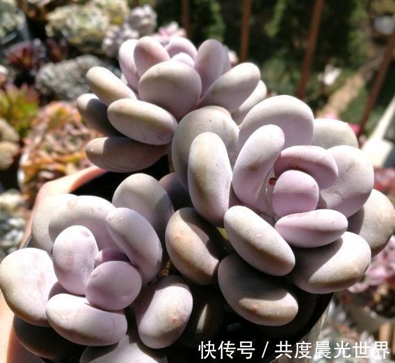 浇水|花友硬生生把“普货”桃美人养出“贵货”的状态，离不开这5点！